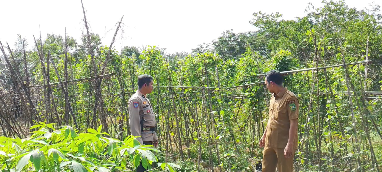 Dukung Ketahanan Pangan, Polsek Pujud Pantau Pertumbuhan Bibit Singkong di Kasang Bangsawan