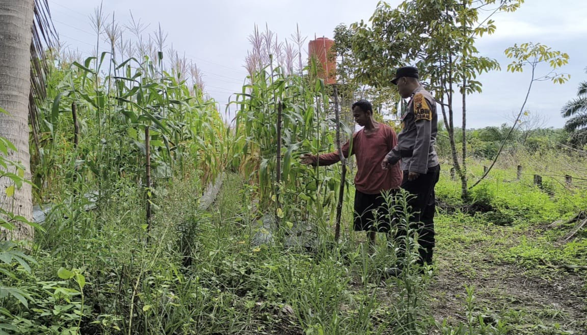 Dukung Ketahanan Pangan, Polsek Pujud Pantau Bibit Jagung di Teluk Nayang