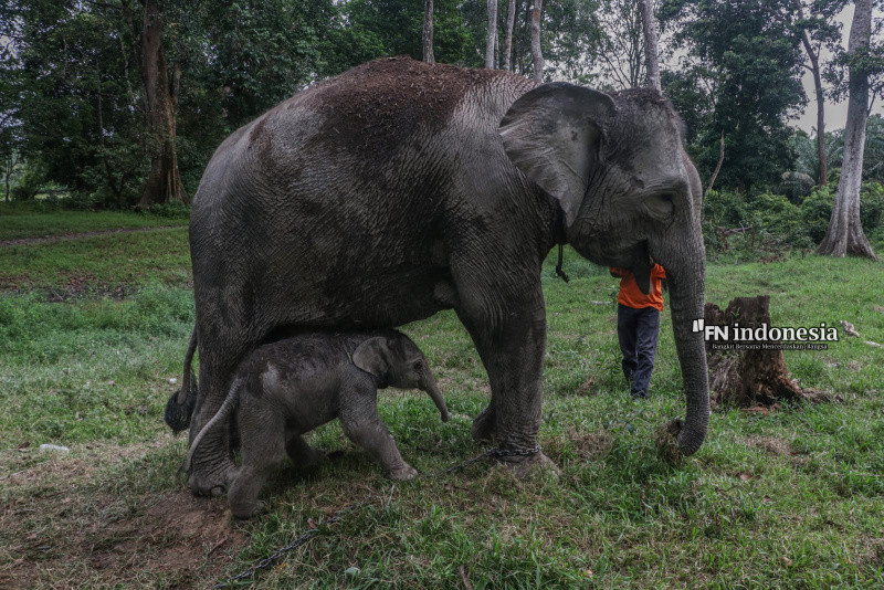 Gajah Ngatini Lahirkan Bayi Betina di TWA Buluh Cina Dalam Kondisi Sehat