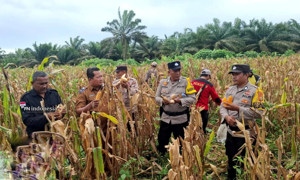 Polsek Batu Hampar Wujudkan Swasembada Pangan Lewat Panen Jagung Pipil Serentak 2025