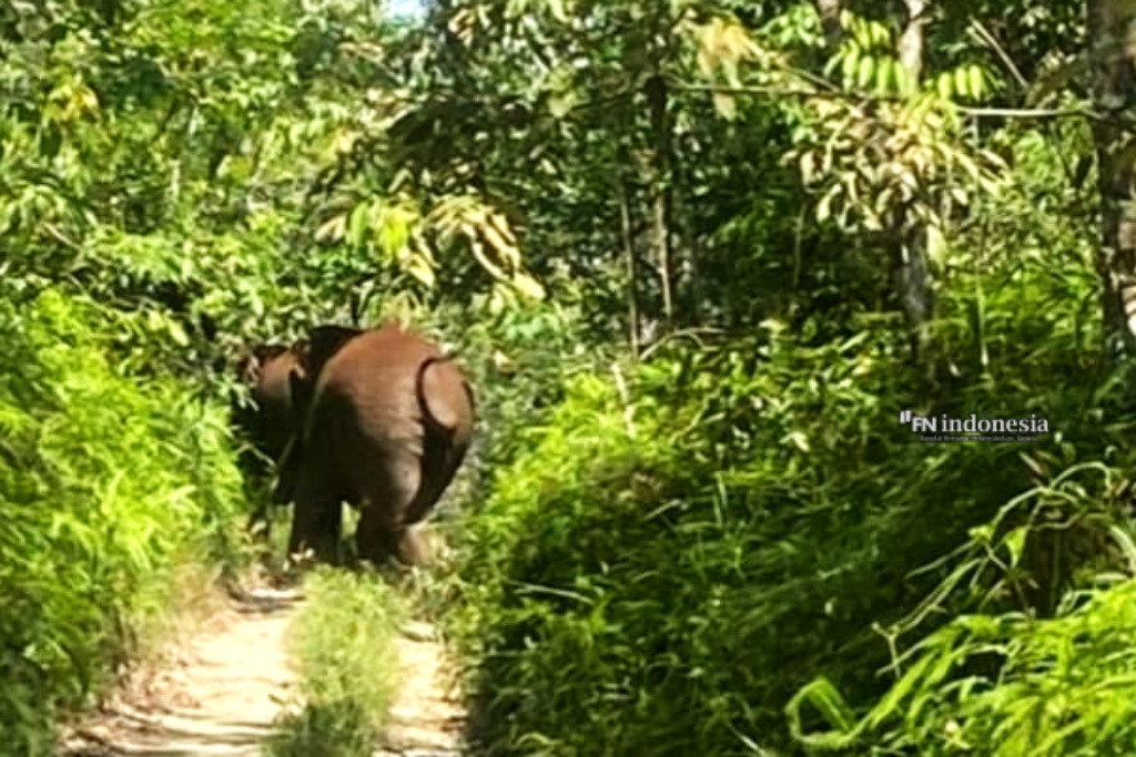Gajah Liar Masuki Perkebunan Warga, BBKSDA Riau Kirim Tim Mitigasi ke Pelalawan