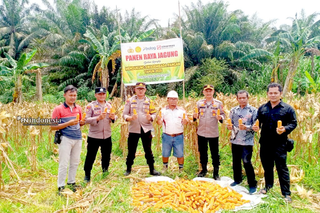 Polsek Kandis dan Yayasan Sakai Mandiri Gelar Panen Raya Jagung Pipil di Lahan CSR PT Ivomas Tunggal