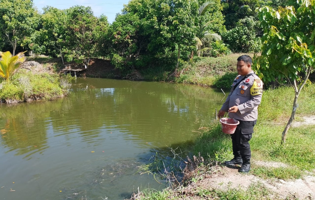 Dukung Ketahanan Pangan, Polsek Pujud Kembangkan Budidaya Ikan Air Tawar