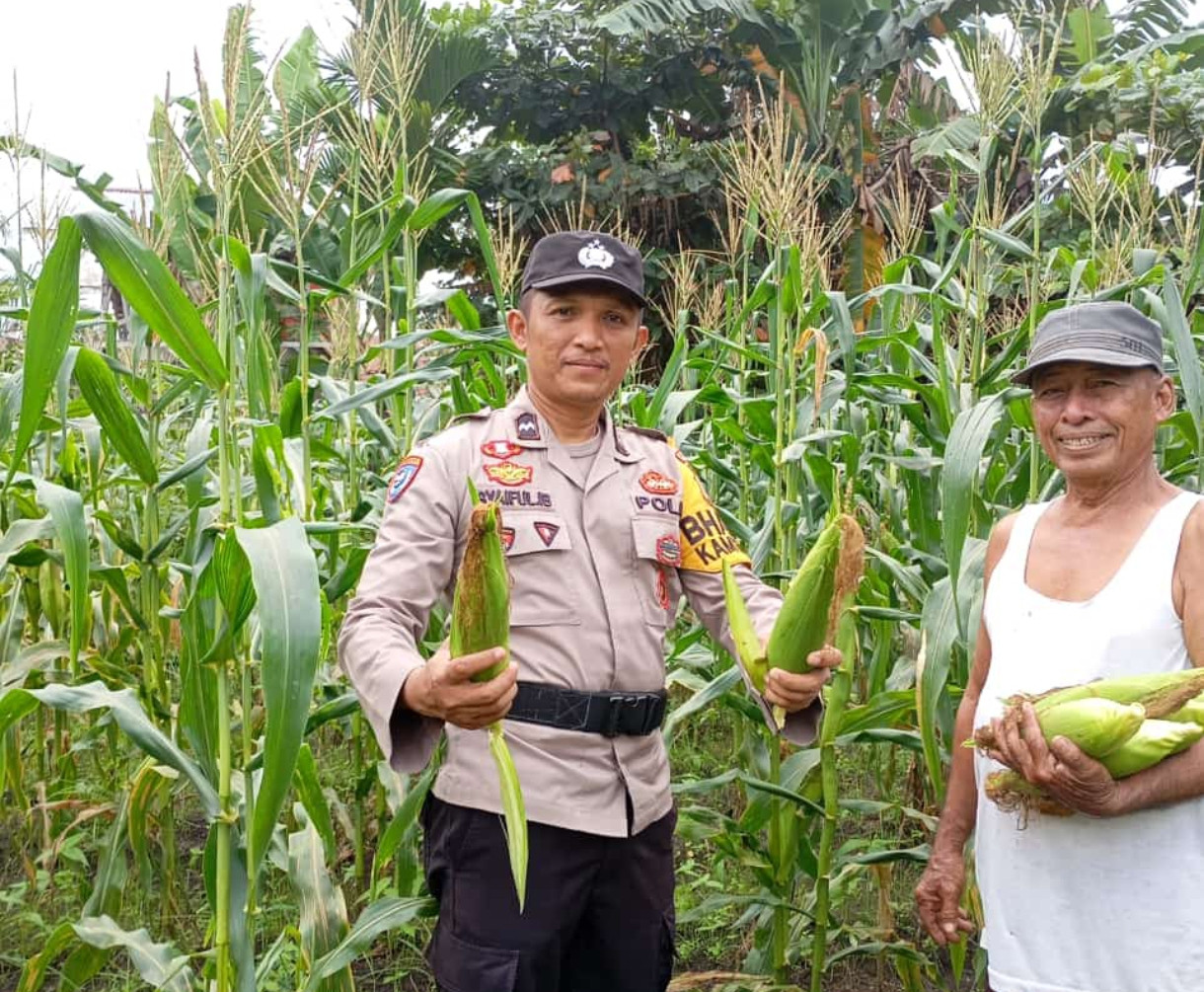 Polsek Pujud Panen Jagung Hasil Program Ketahanan Pangan