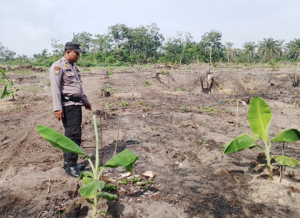Dukung Ketahanan Pangan, Polsek Pujud Tanam Puluhan Bibit Pisang