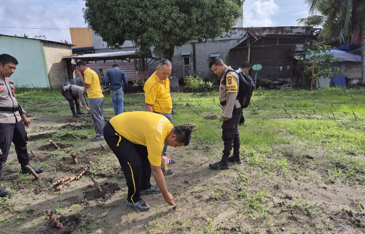 Dukung Ketahanan Pangan, Kapolsek Pujud Tanam Bibit Singkong