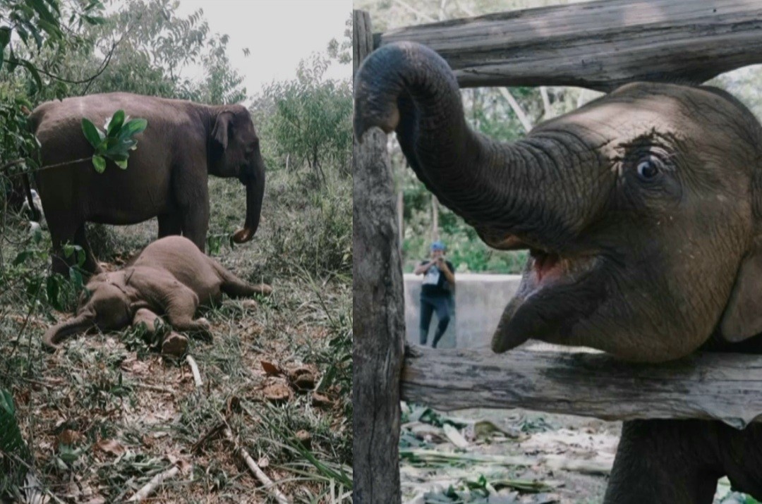 Konservasi Berduka, Anak Gajah Tari Adik Domang di TNTN Ditemukan Mati, Diduga Karena sakit