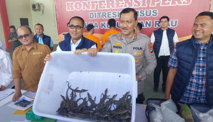 Operasi Penyelamatan Buaya, Penyelundupan Satwa Dilindungi Digagalkan Polda Kepri